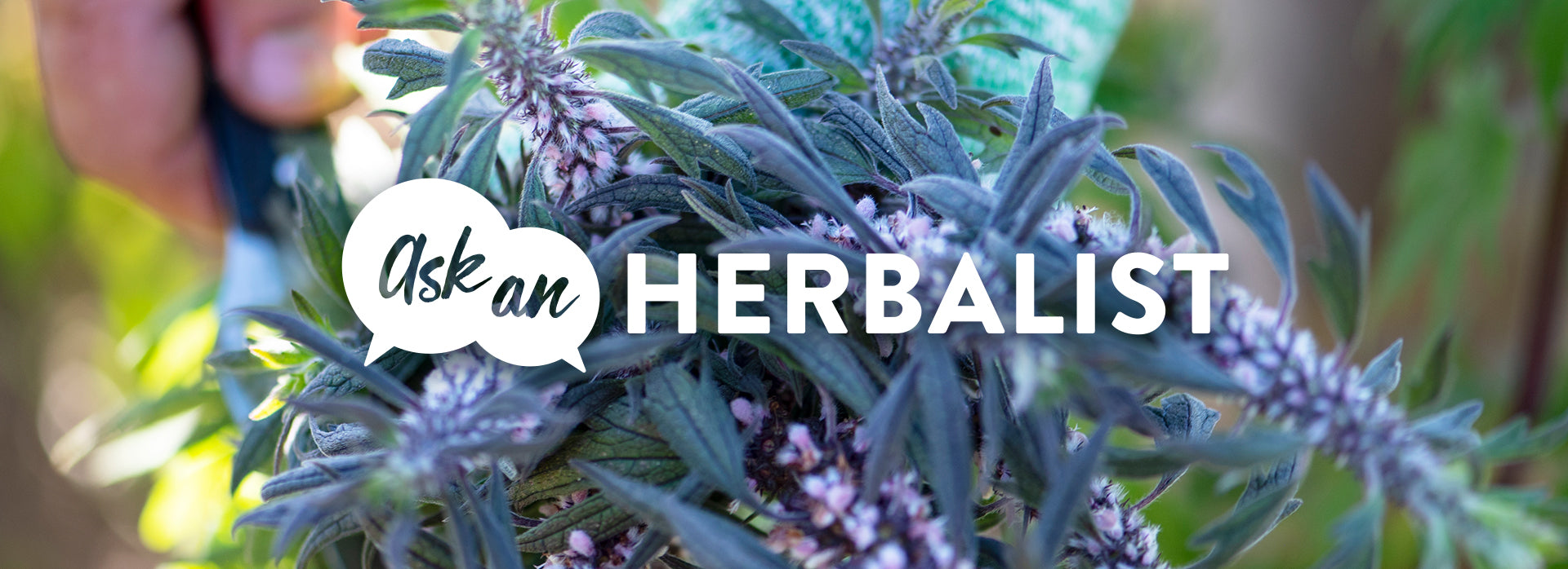 How are herbs different from pharmaceuticals?