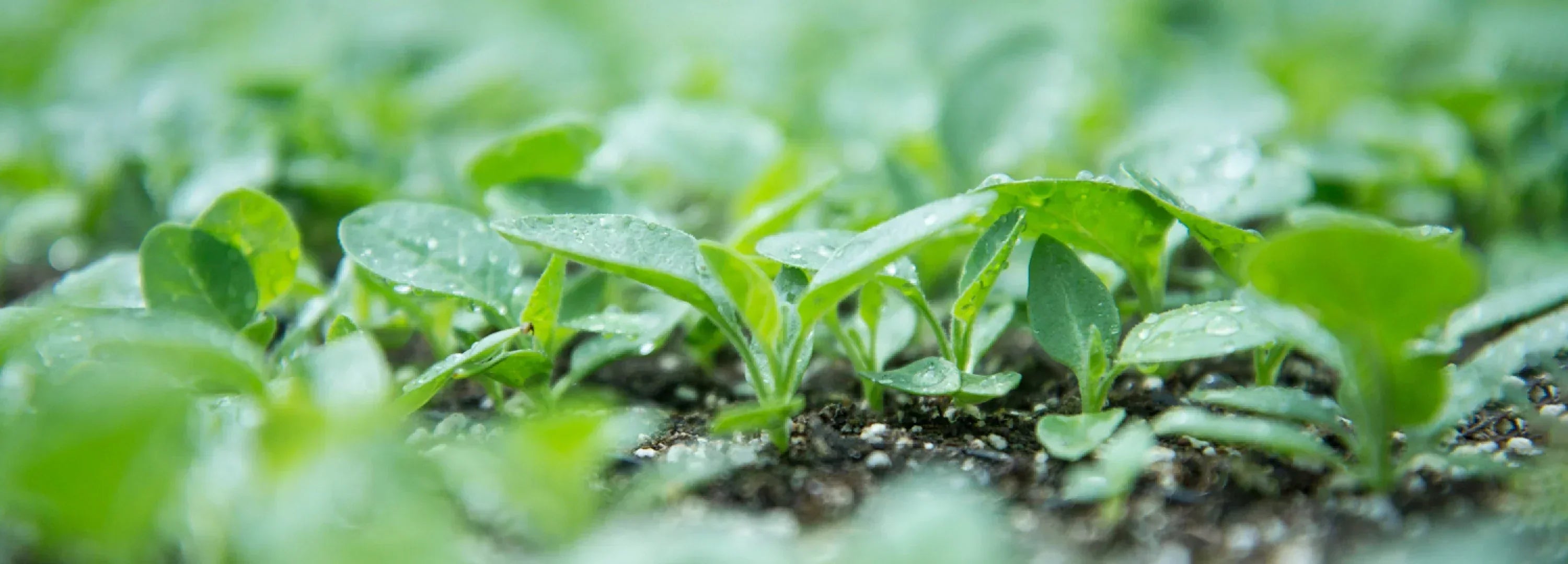 How We Grow Ashwagandha in Oregon