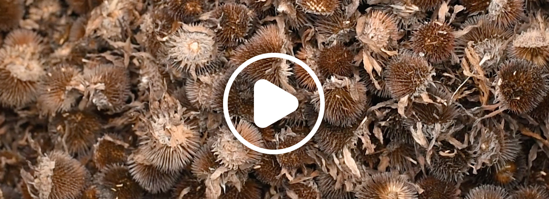 Pharm Harvest: Echinacea Seed