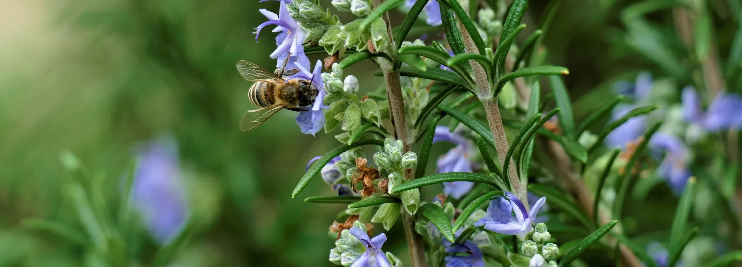 5 Unexpected Uses for Rosemary