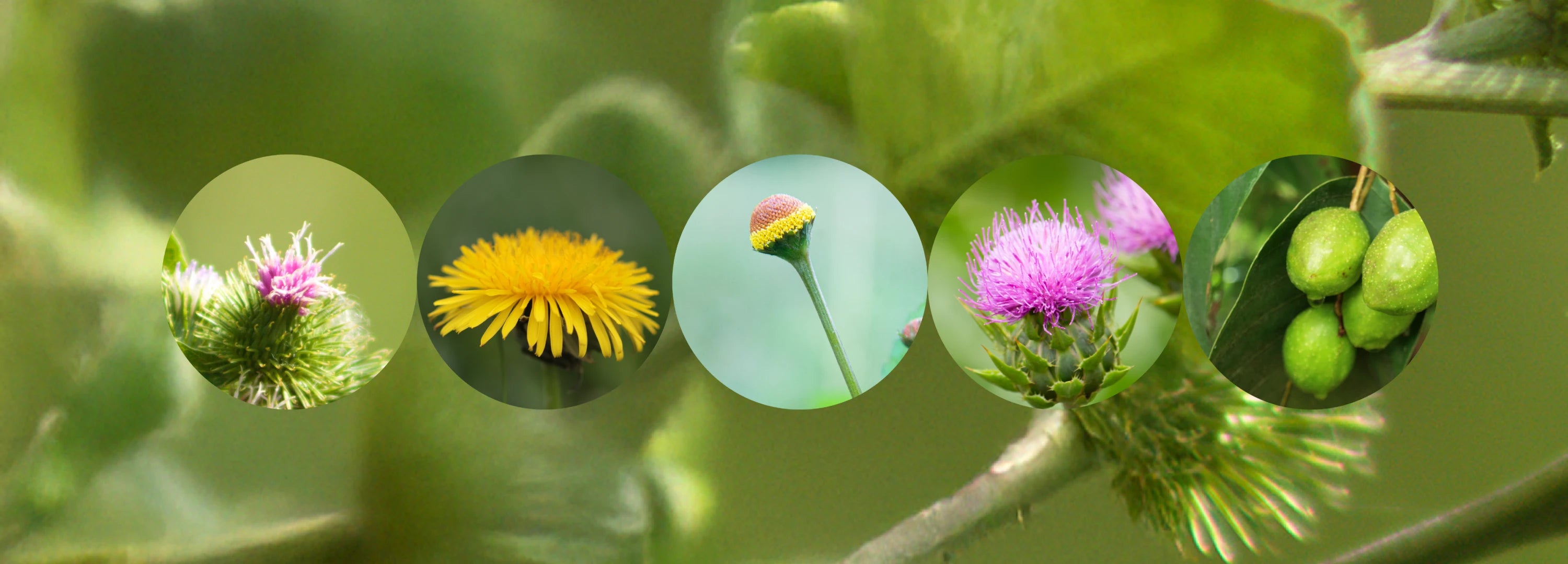 5 Herbs to Support the Body's Ability to Cleanse and Detoxify*