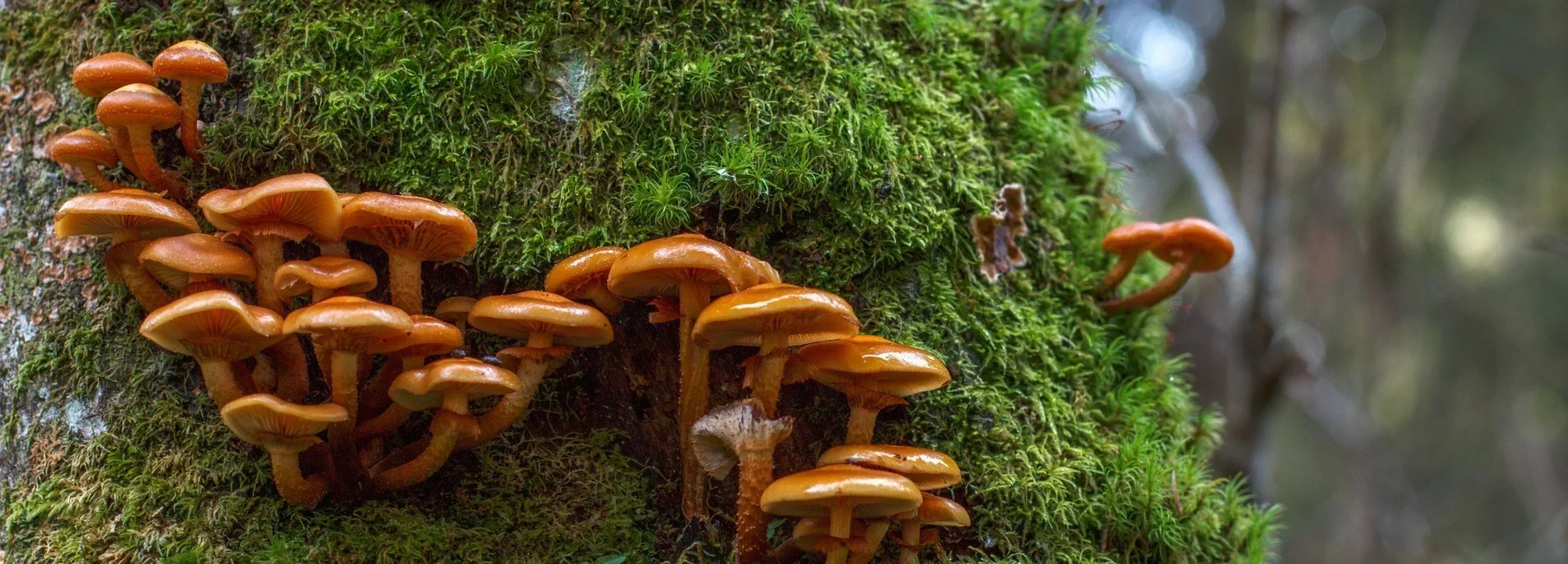Mushroom Glossary