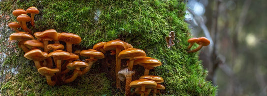 Mushroom Glossary