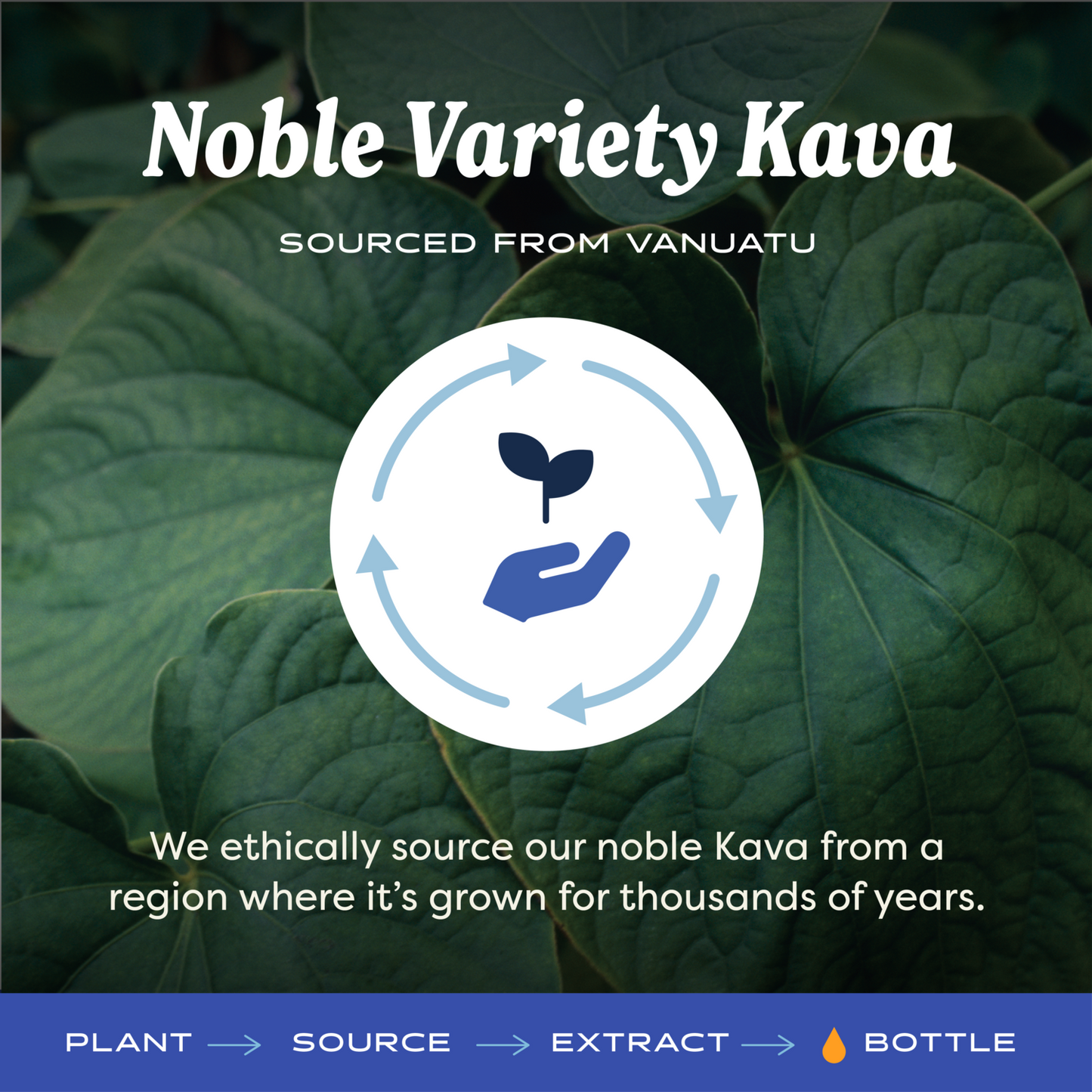 Kava