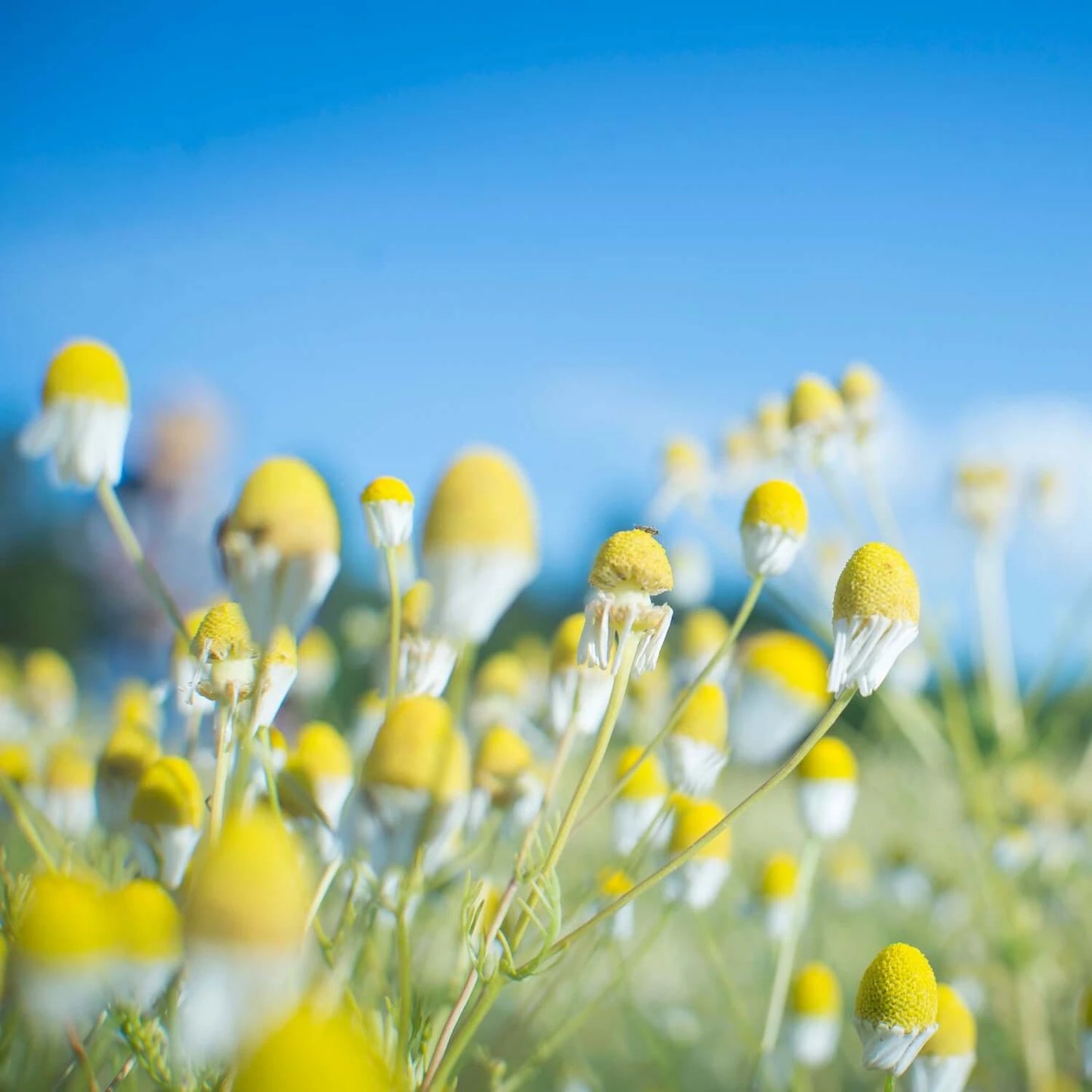 Intestinal Soother™