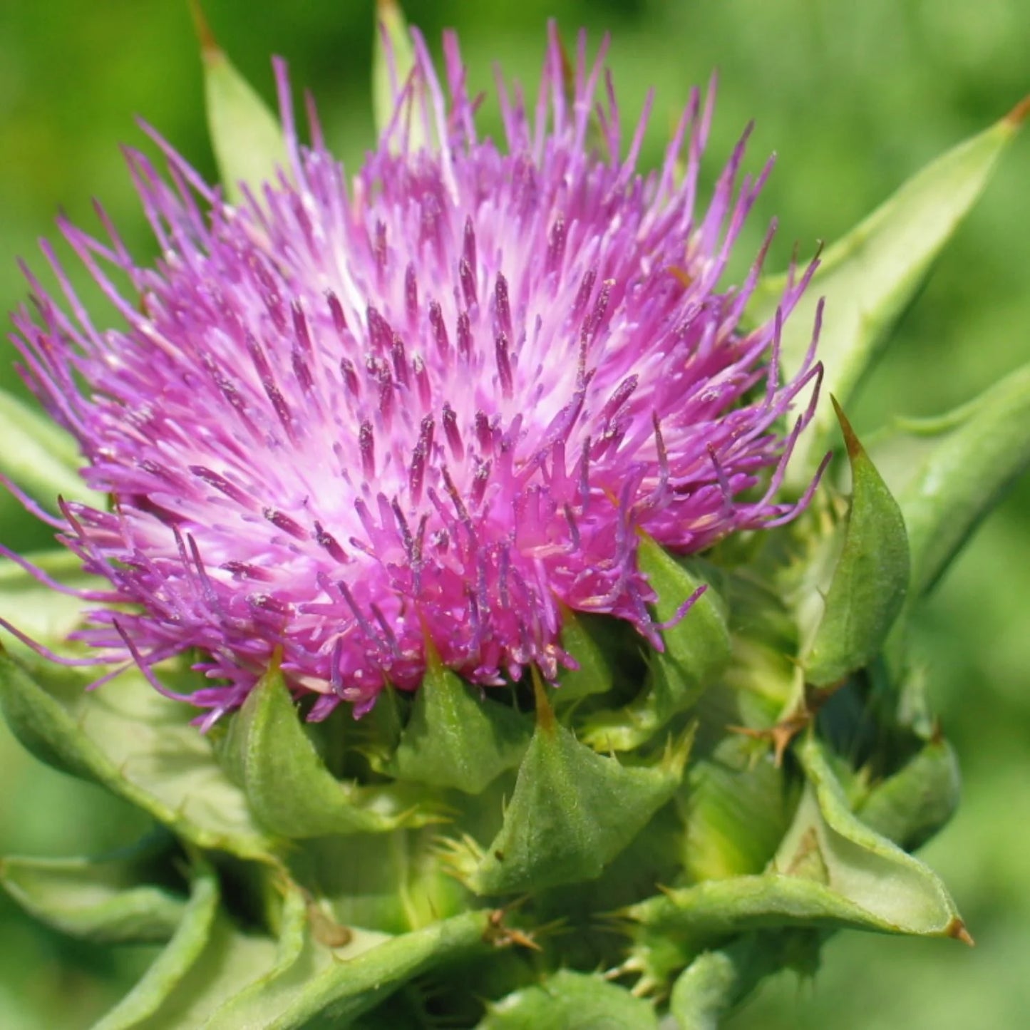 Milk Thistle
