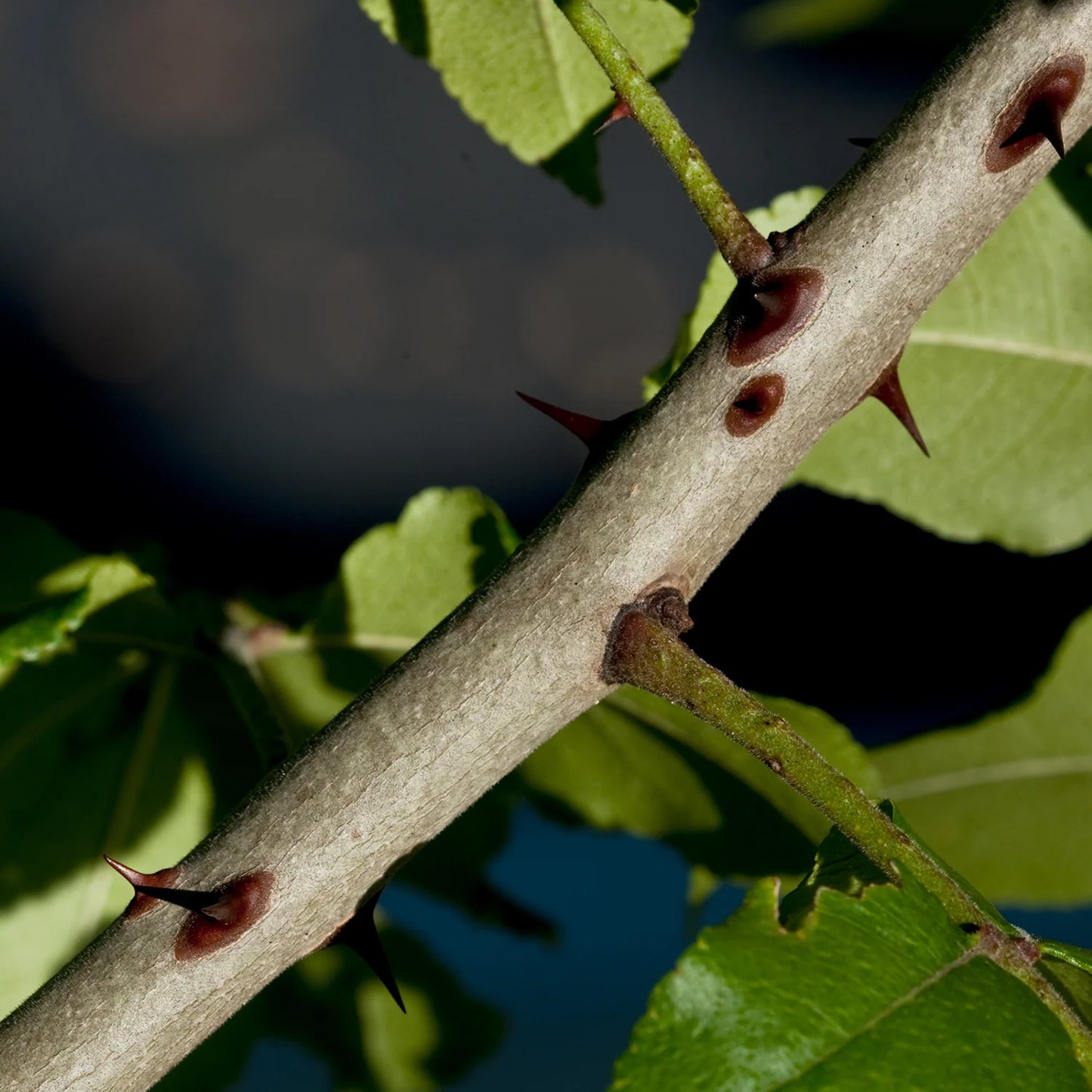 Prickly Ash