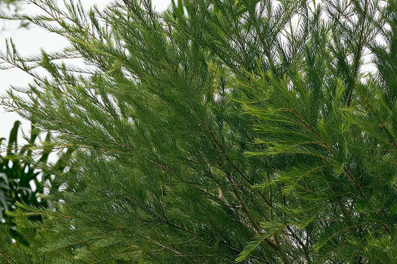 11064WEB_TeaTree WEB