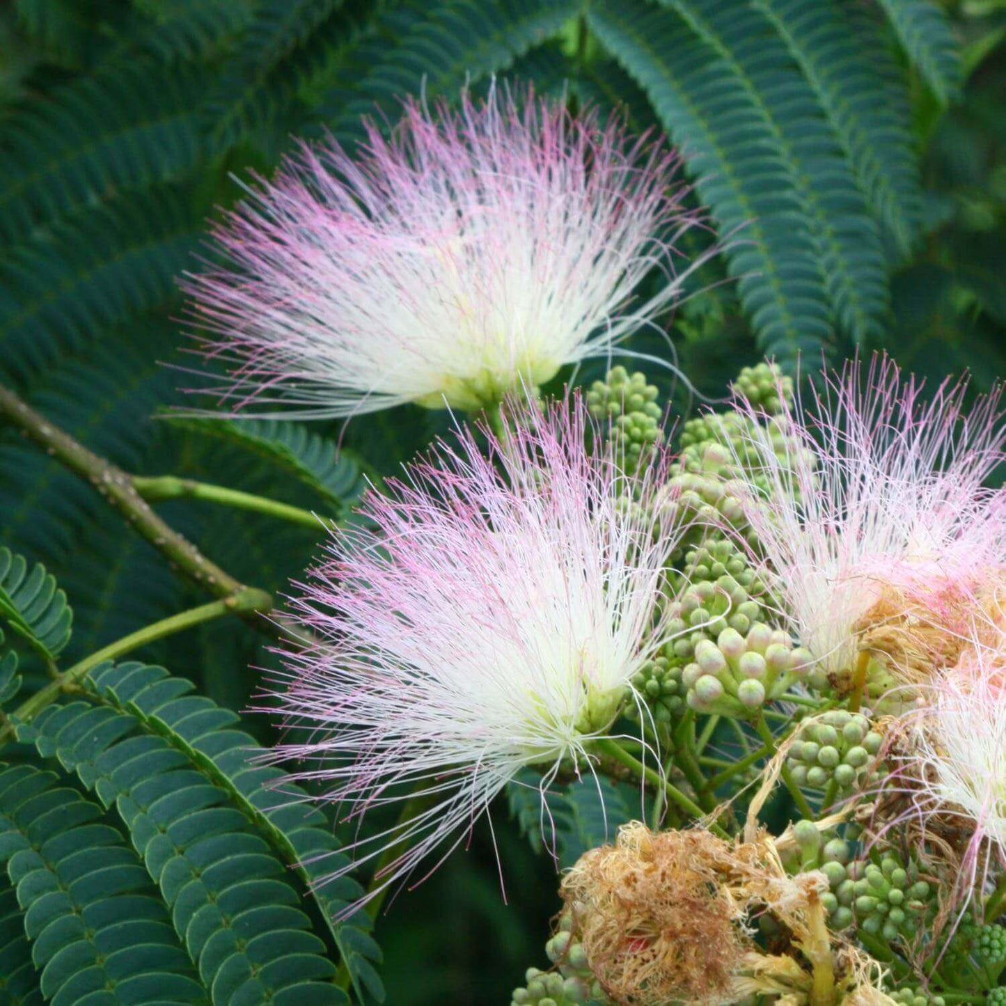 Albizia