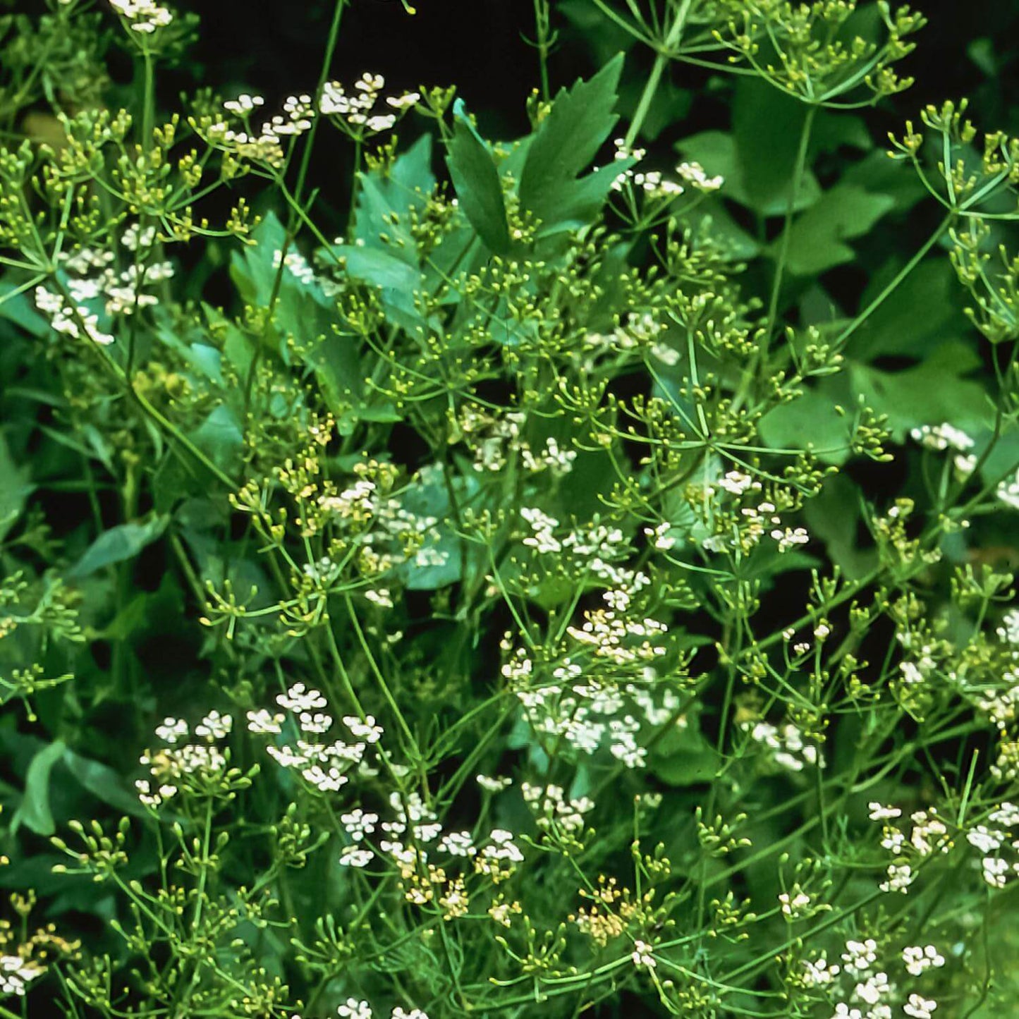 Herbs on the Go: Not Now Nausea™