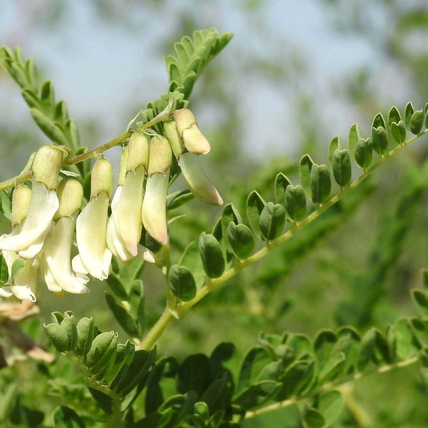 Astragalus