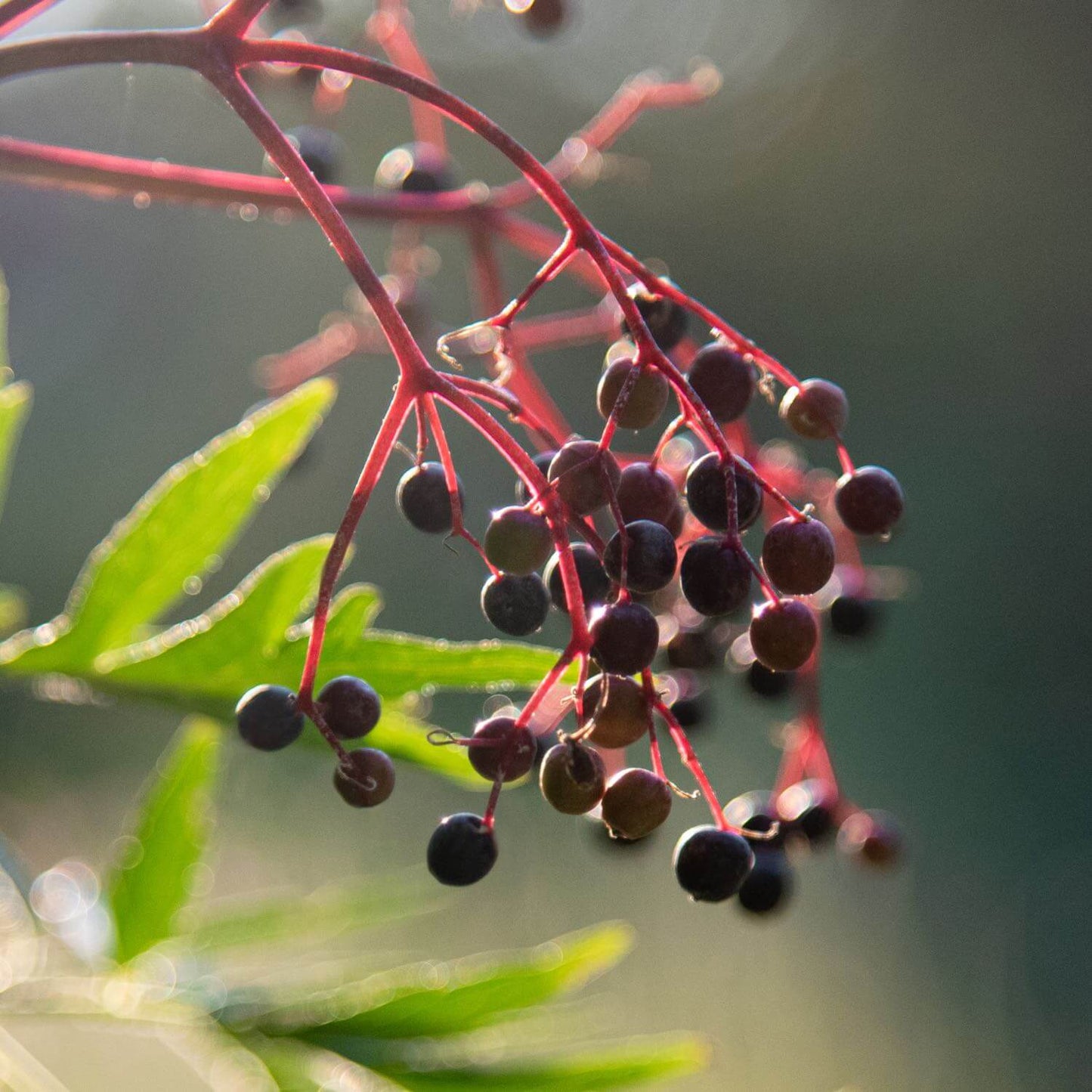 Black Elderberry, Alcohol-Free