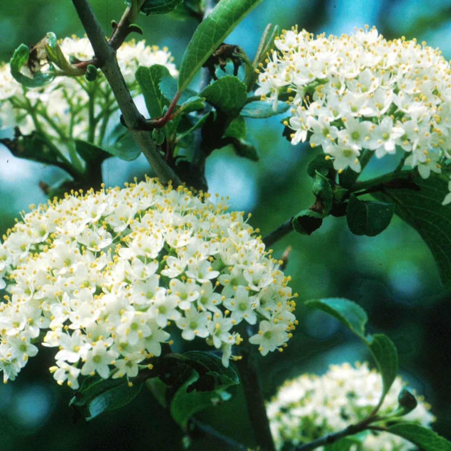 Black Haw