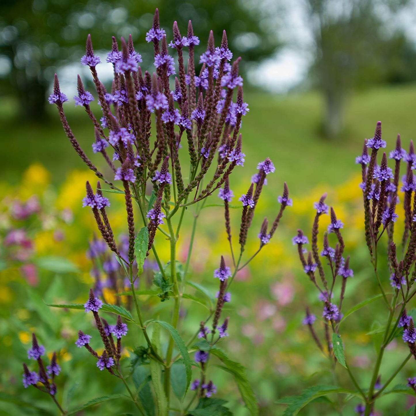 Blue Vervain