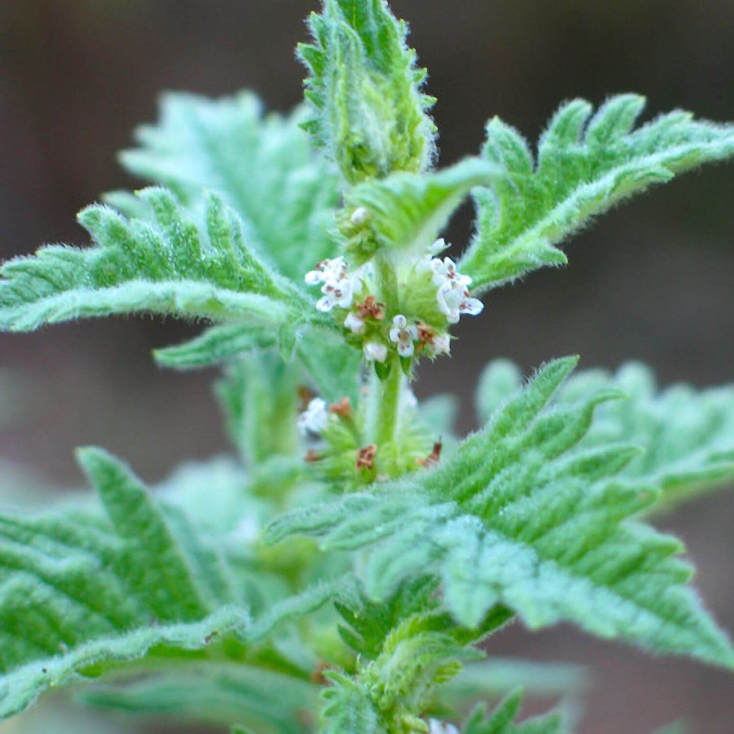 Bugleweed