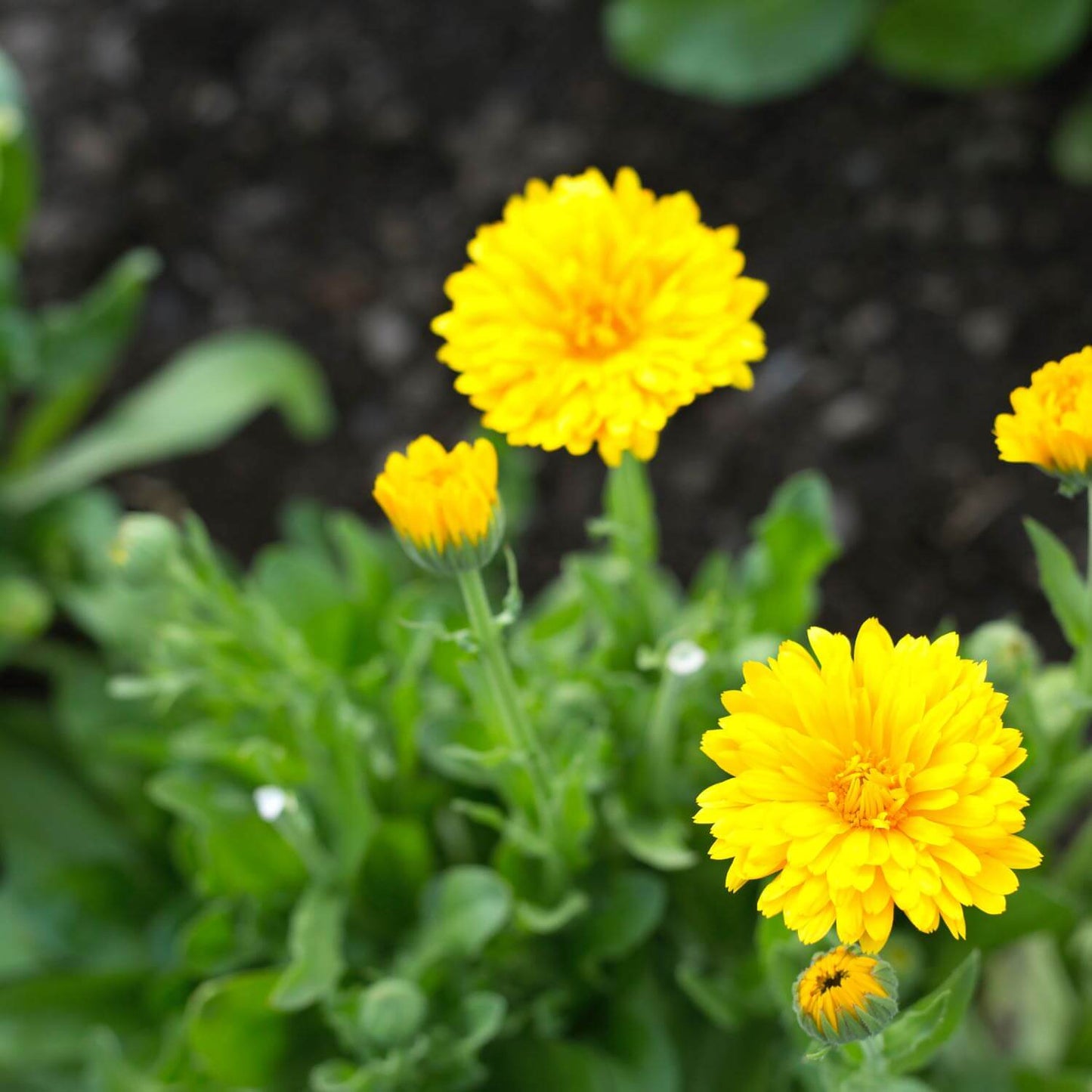Calendula Succus