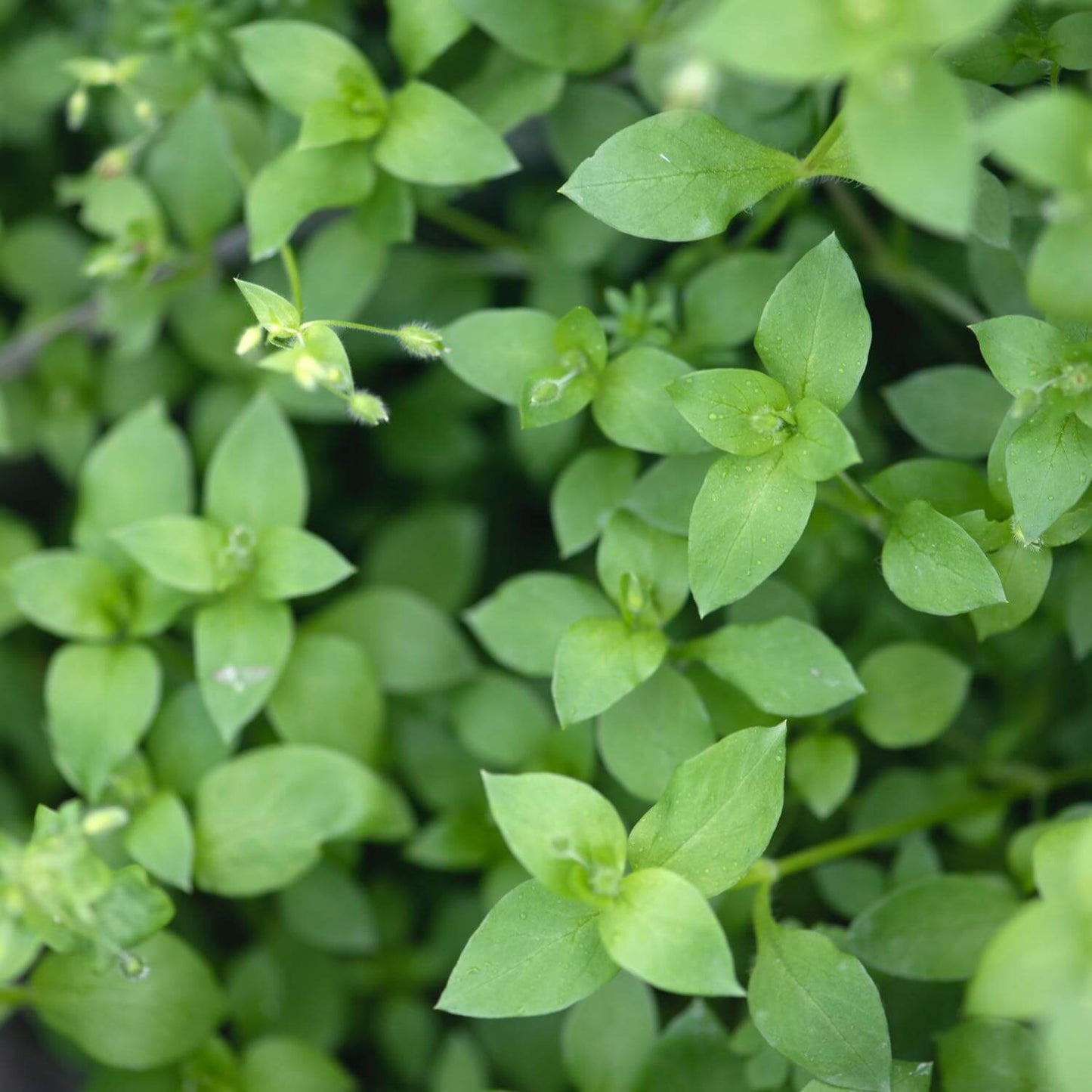 Herb Pharm Original Salve™