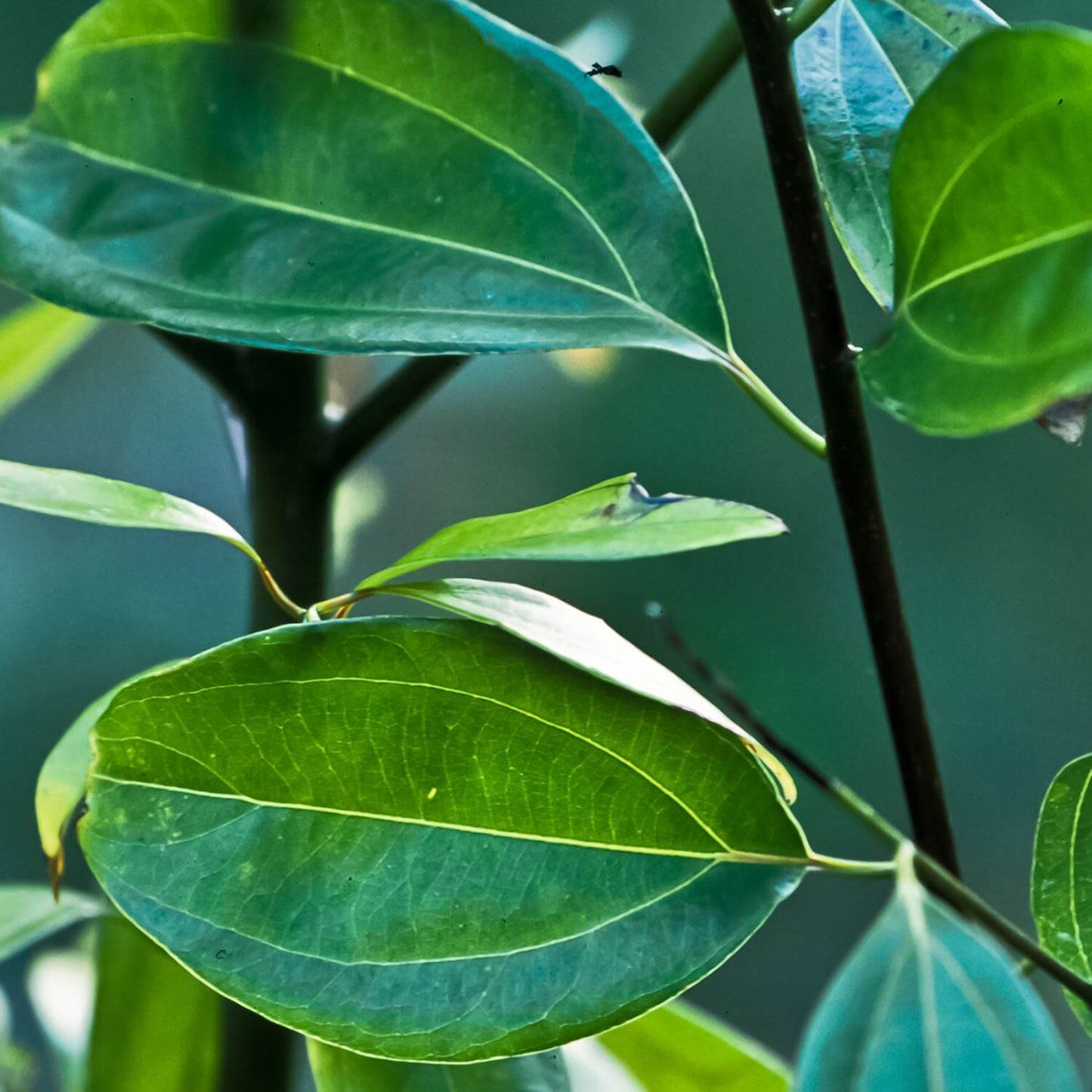 Intestinal Soother™