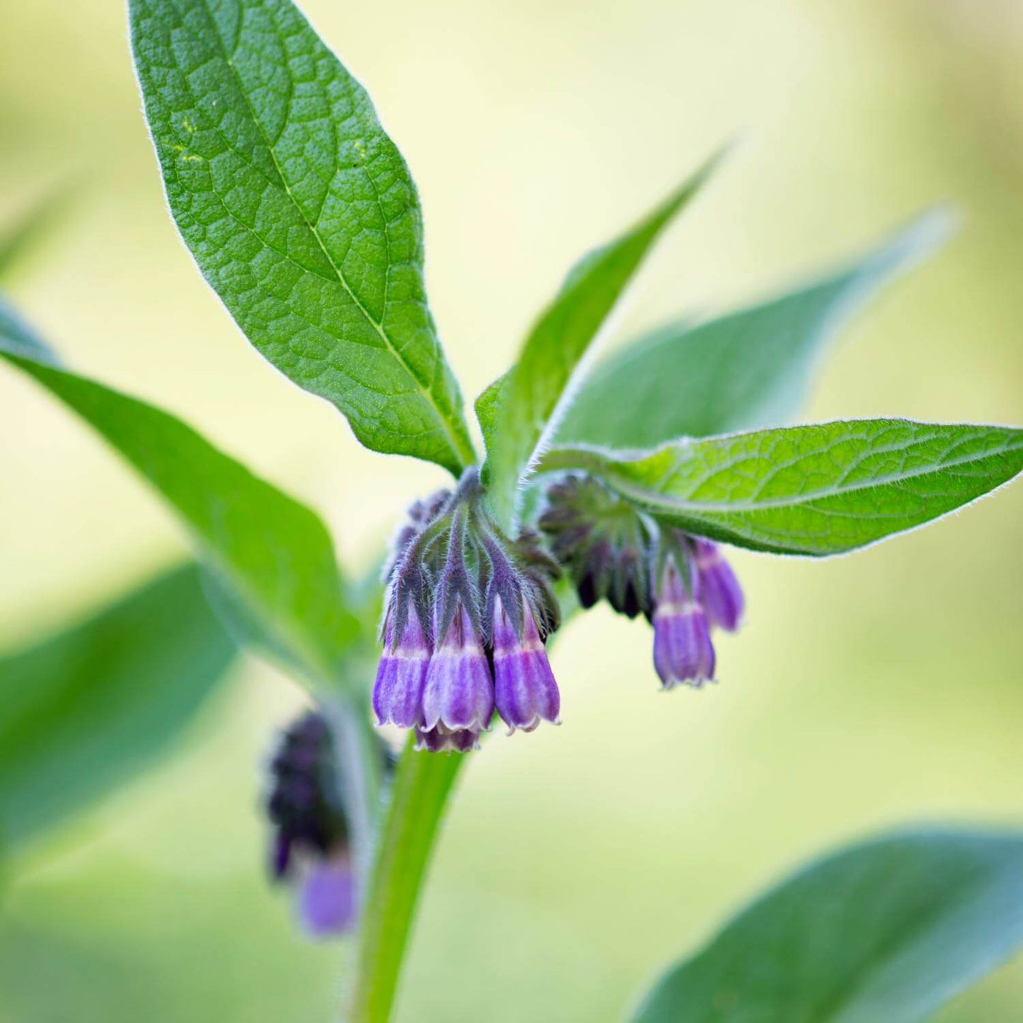 Comfrey