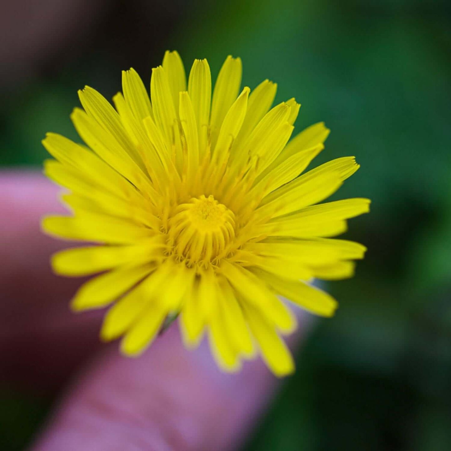 Dandelion, Alcohol-Free