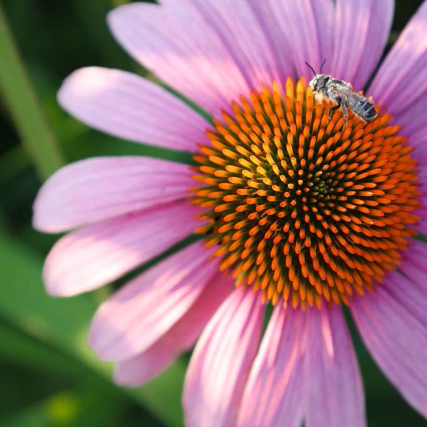 Super Echinacea®
