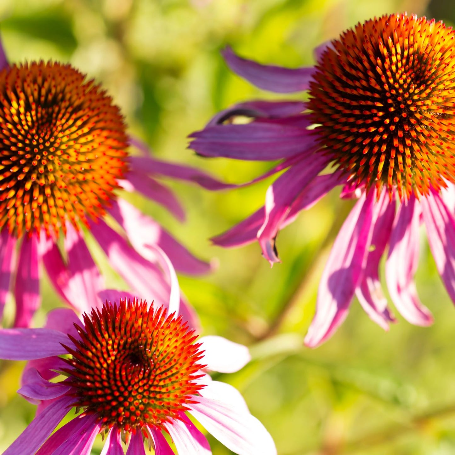 Soothing Throat Spray