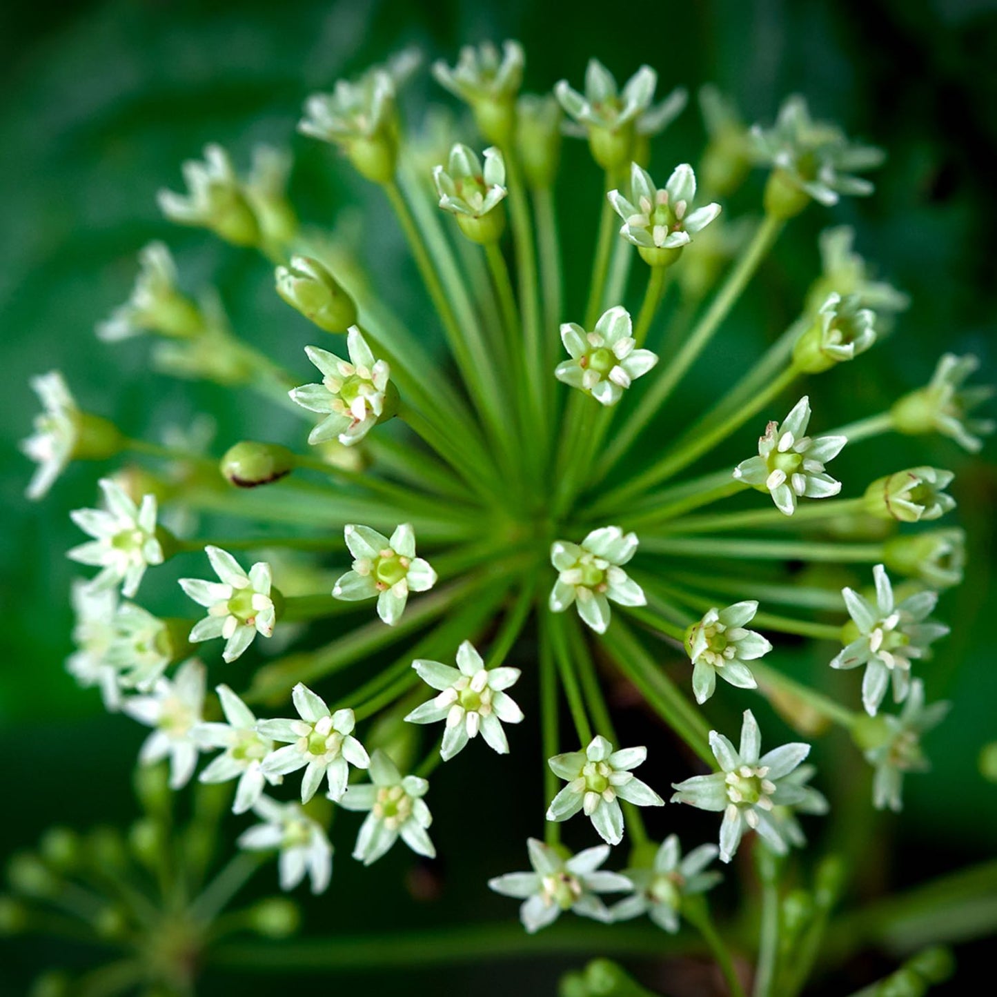 Herbs on the Go: Daily Stress Balance™