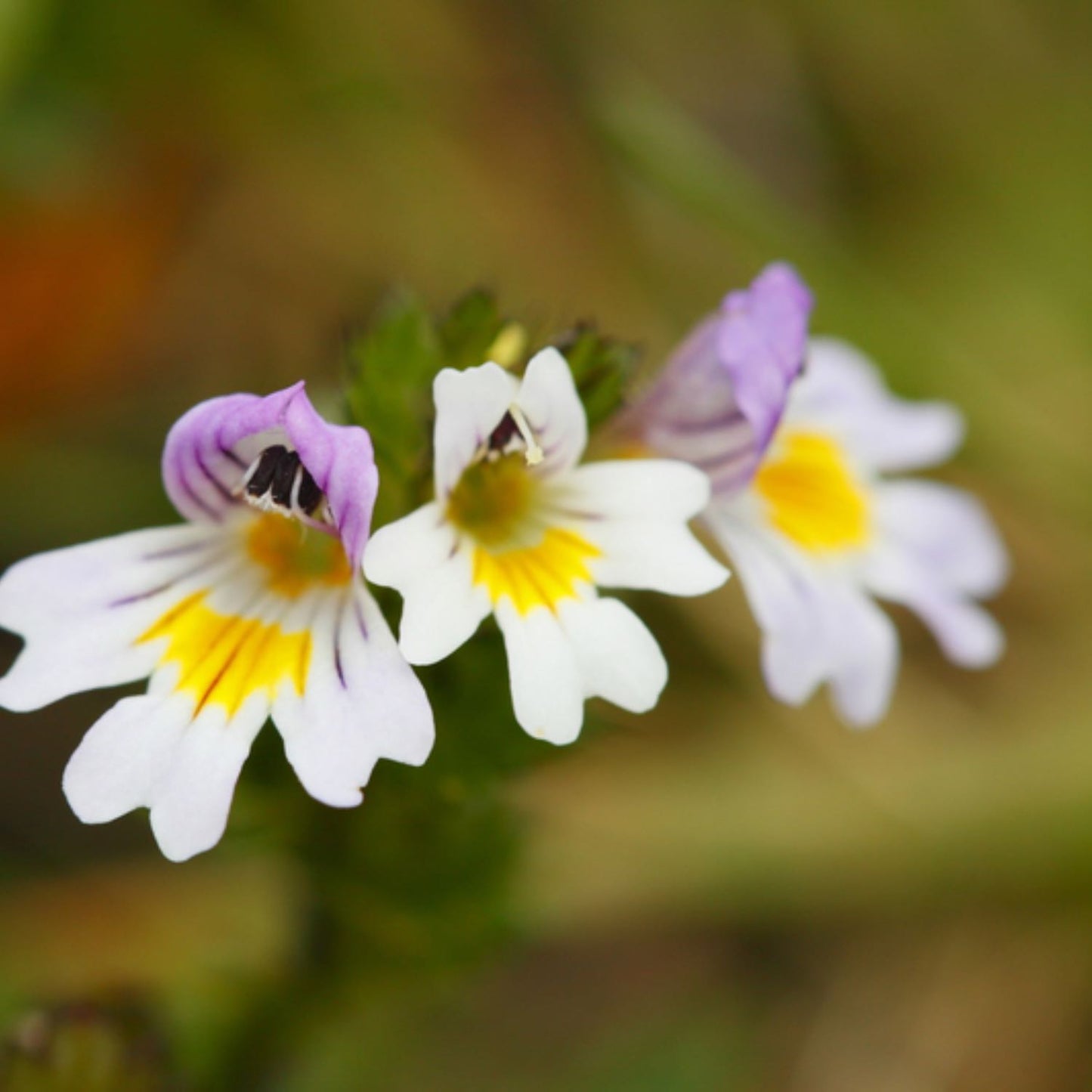 Eyebright