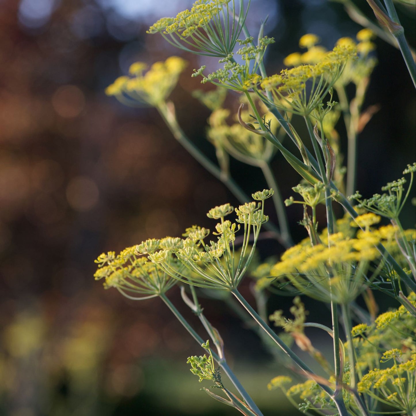 Intestinal Soother™