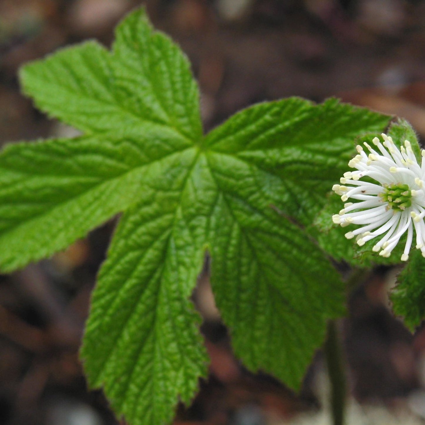 Golden Echinacea™, Alcohol-Free