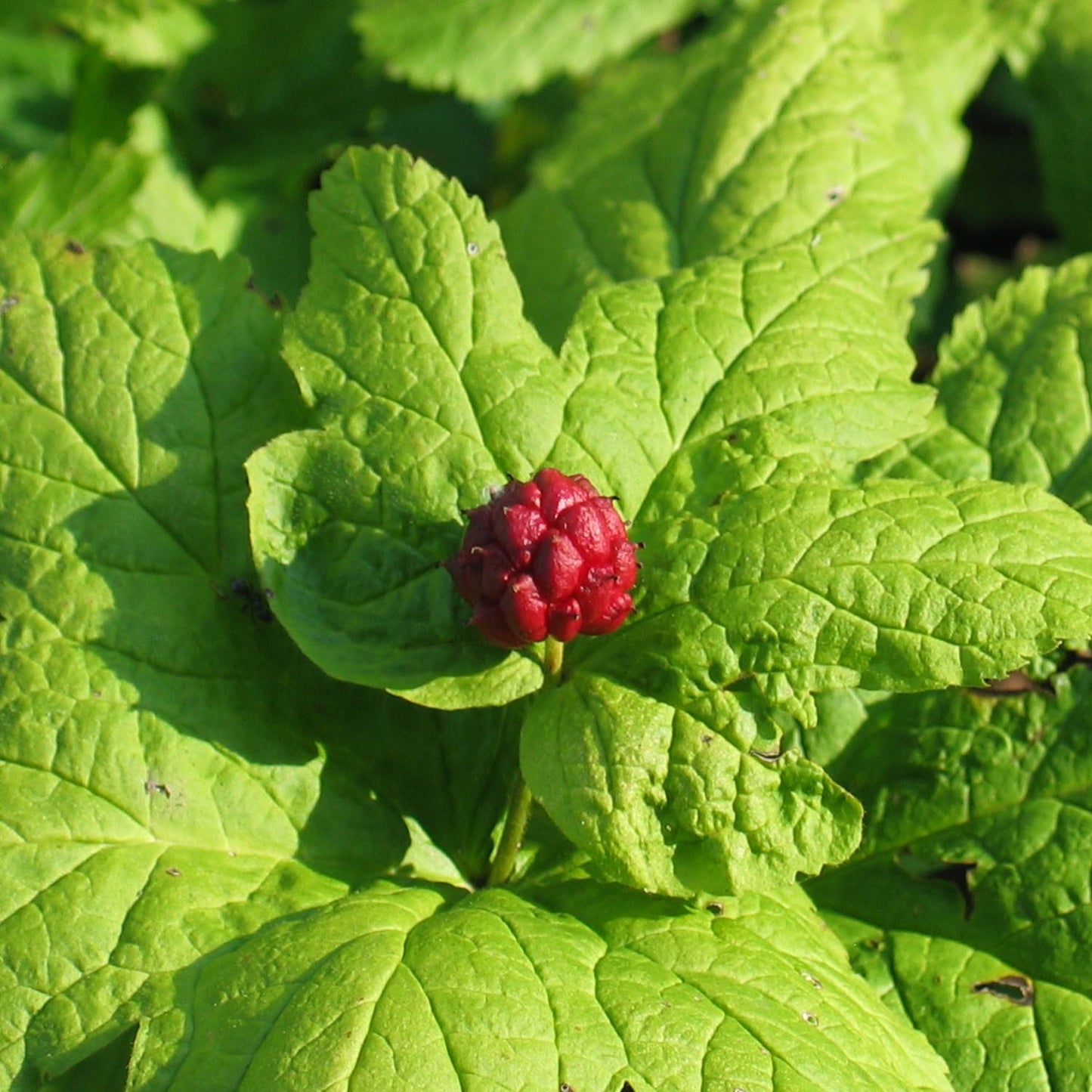 Goldenseal