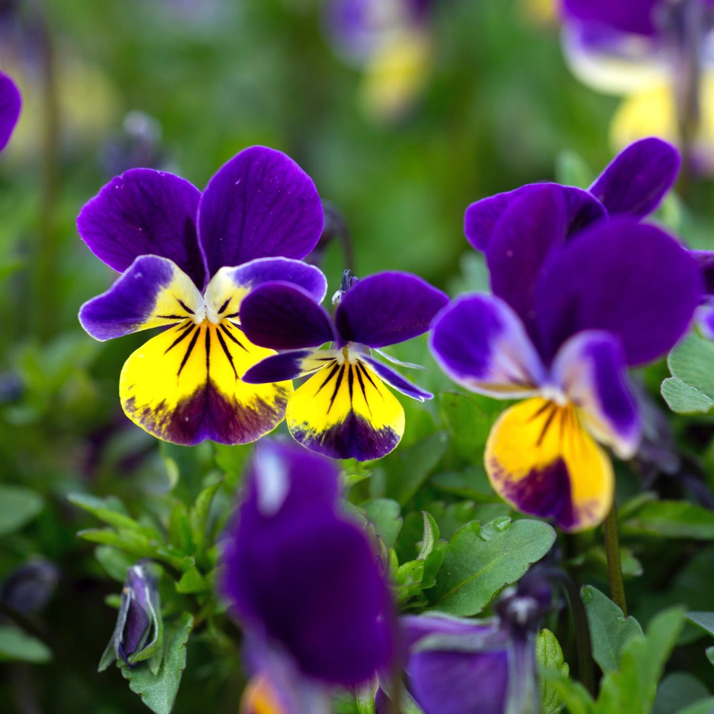 Heartsease