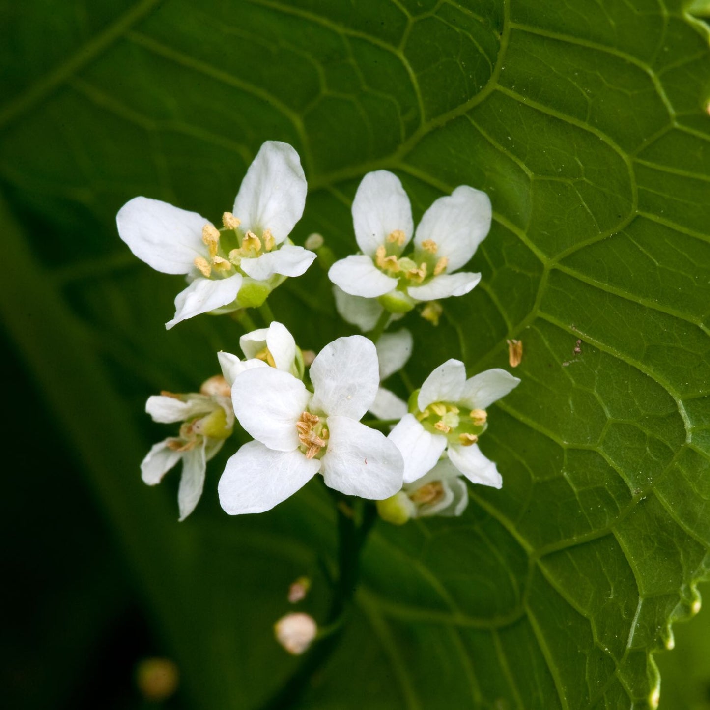 Kids Immune Avenger™