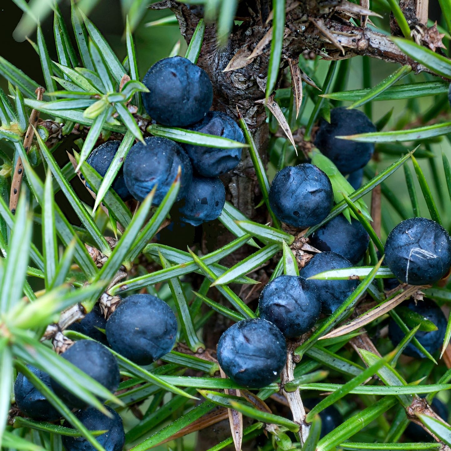 Urinary System Support