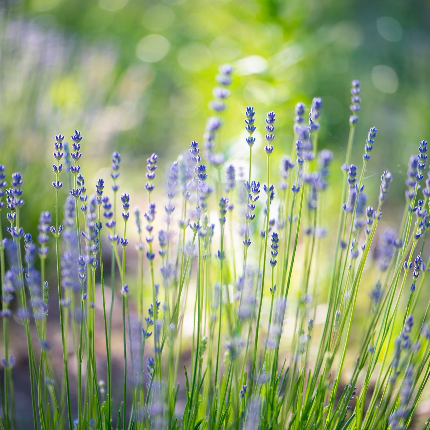 Kids Captain Concentrate™