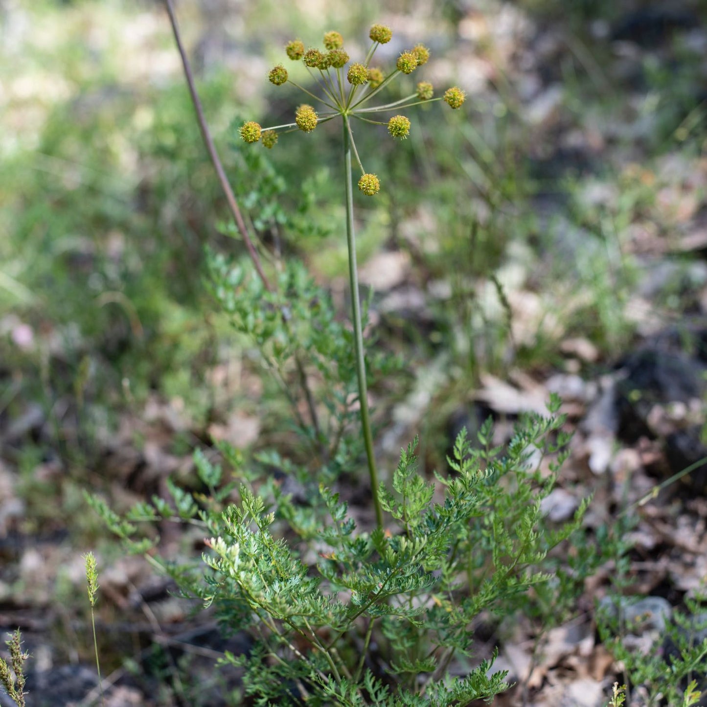 Lomatium