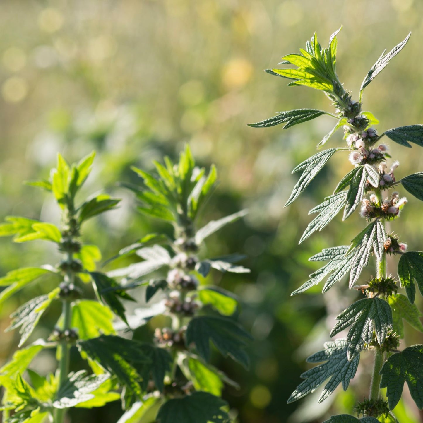 Motherwort