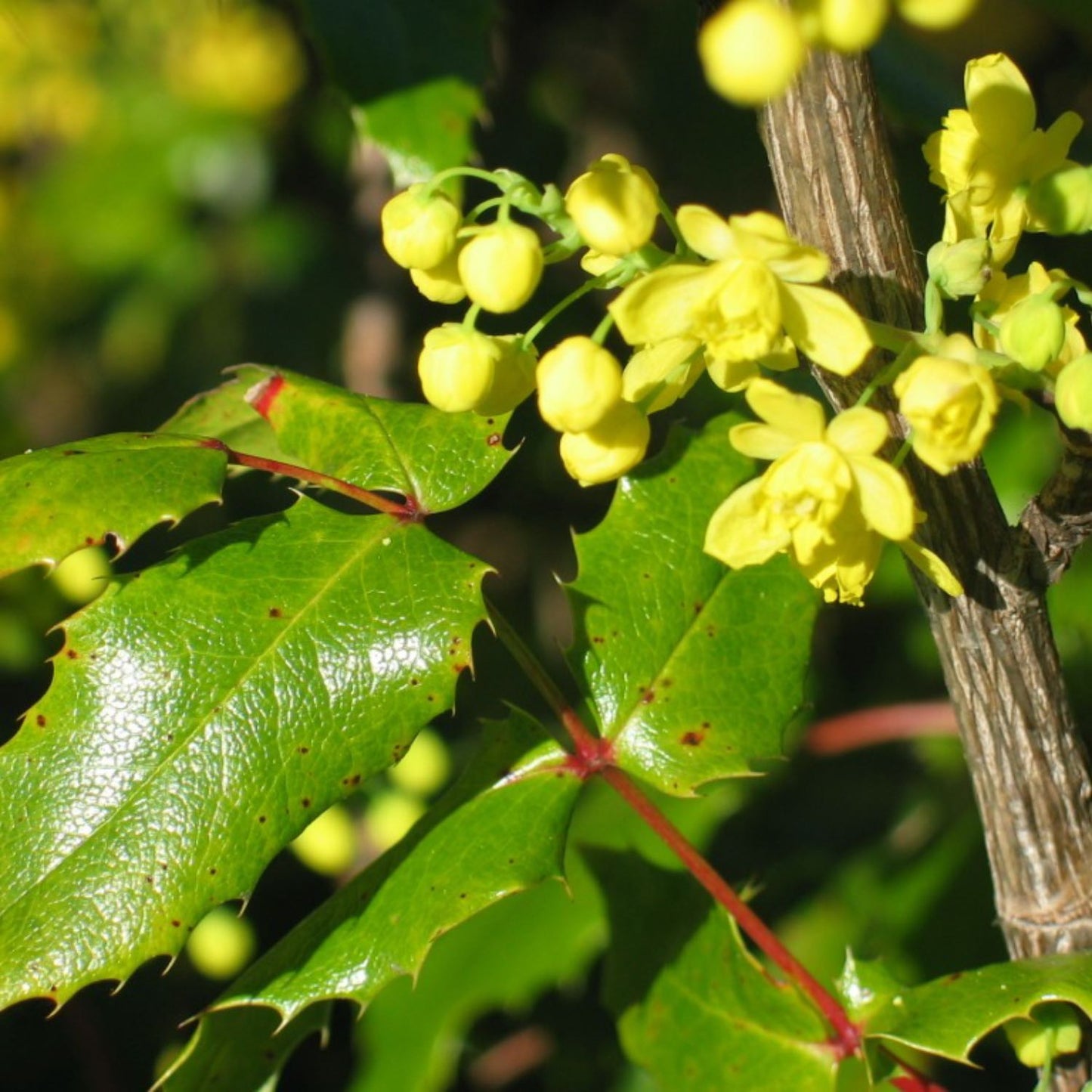 Oregon Grape