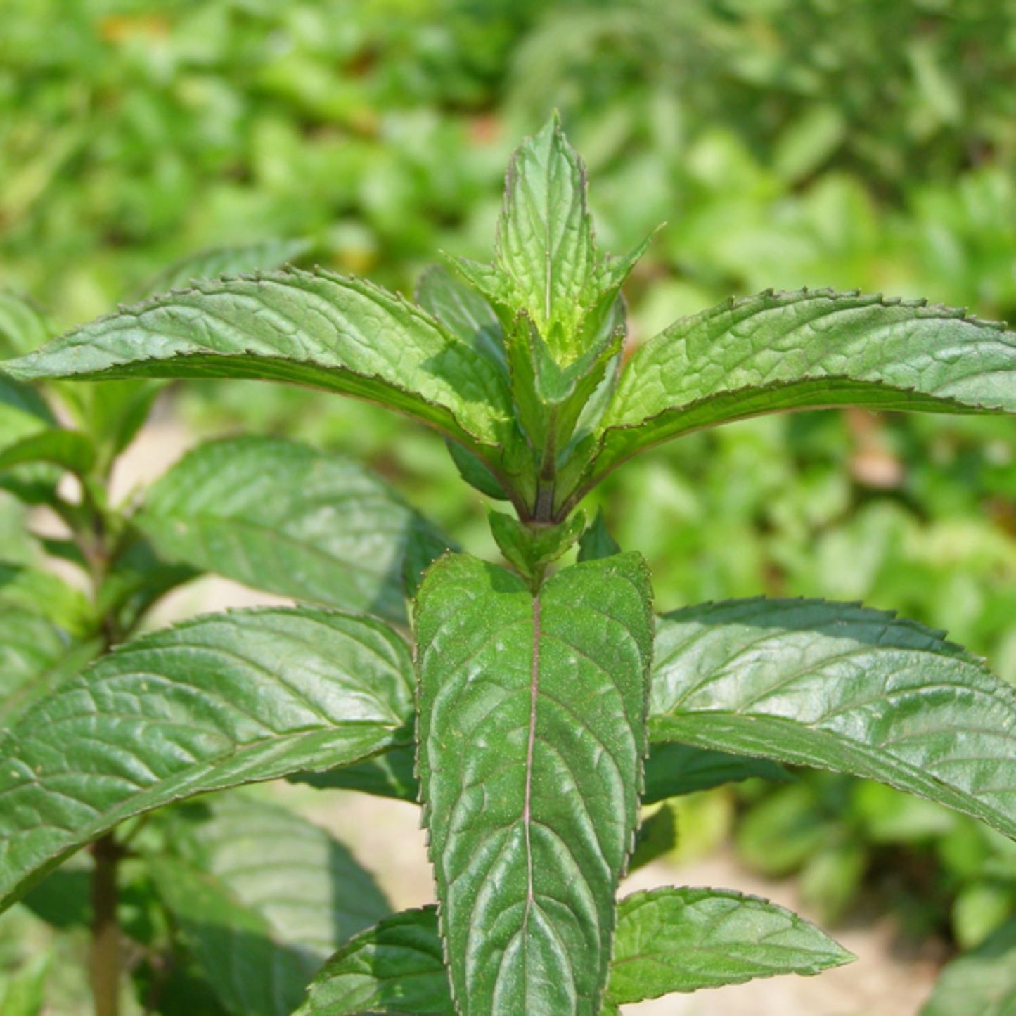 Herbs on the Go: Not Now Nausea™