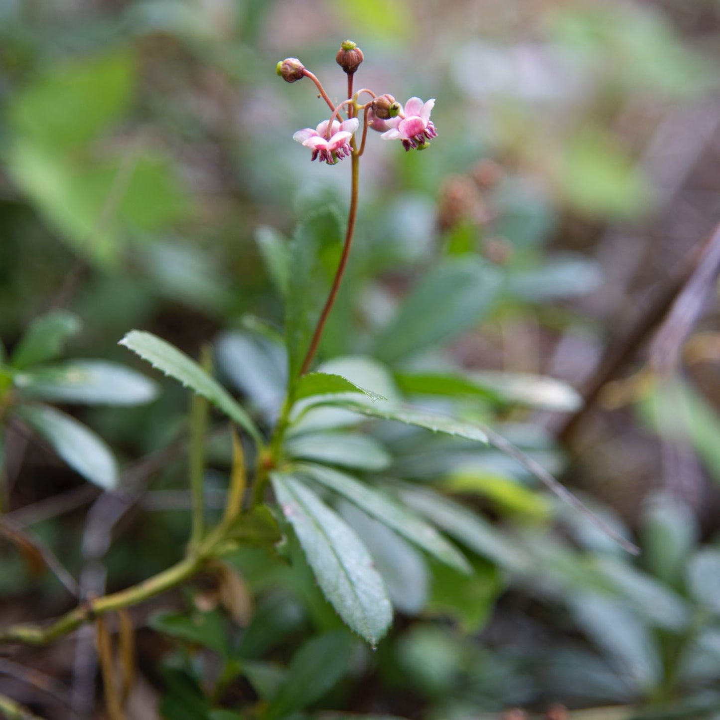 Pipsissewa
