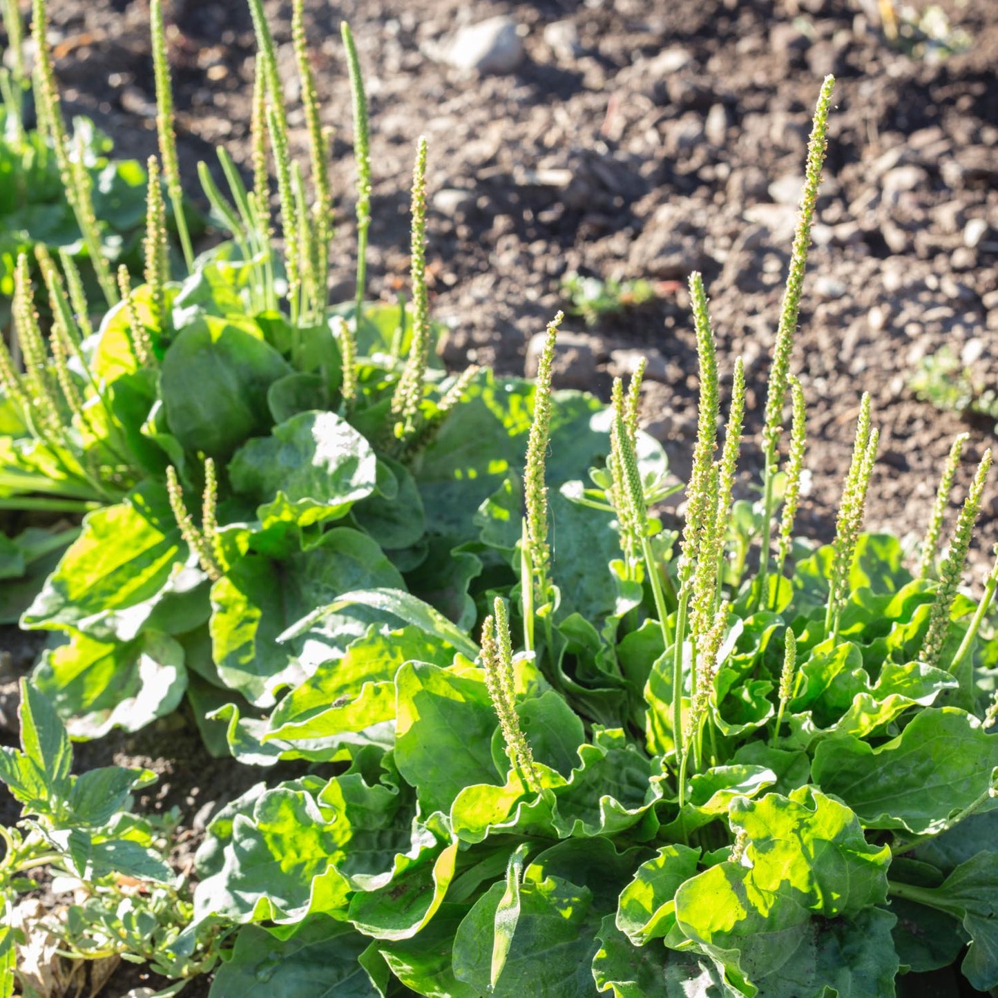 Herb Pharm Original Salve™