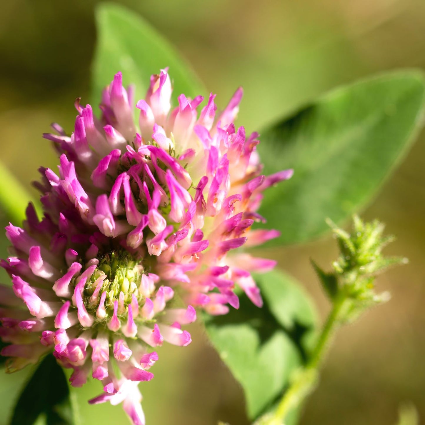 Red Clover