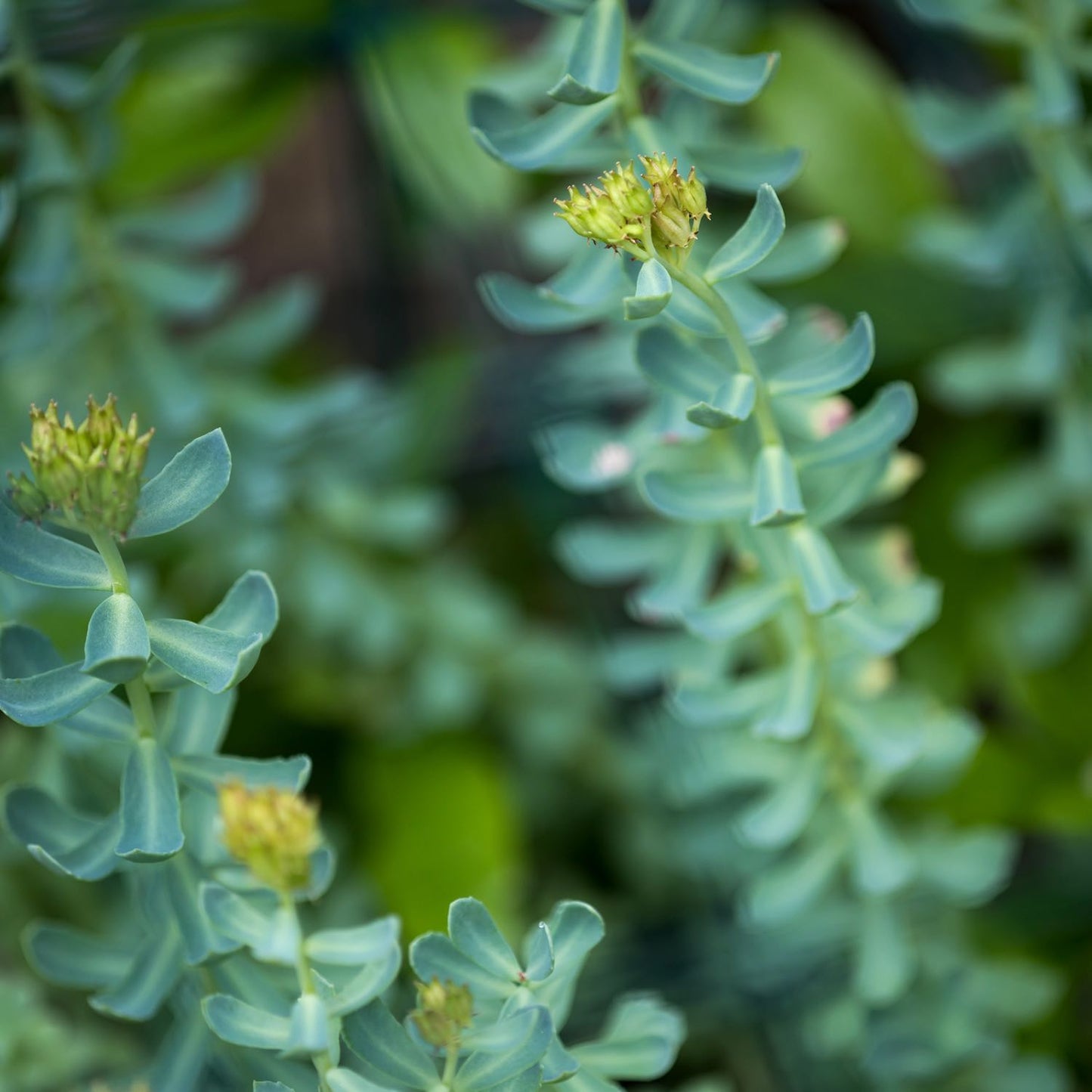 Rhodiola, Alcohol-Free