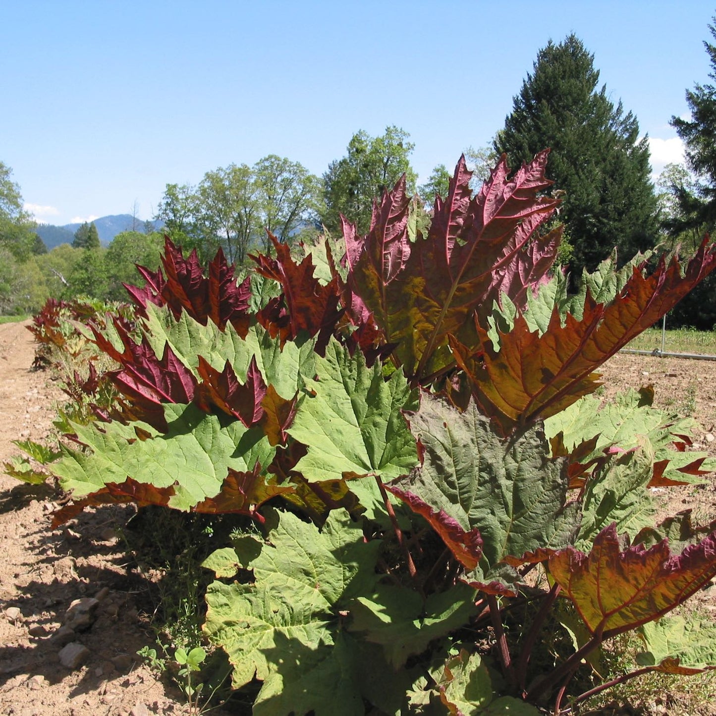 Rhubarb