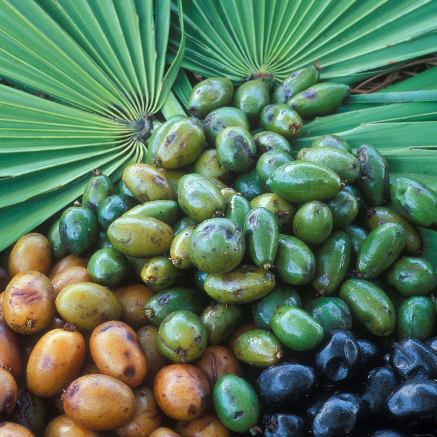 Saw Palmetto