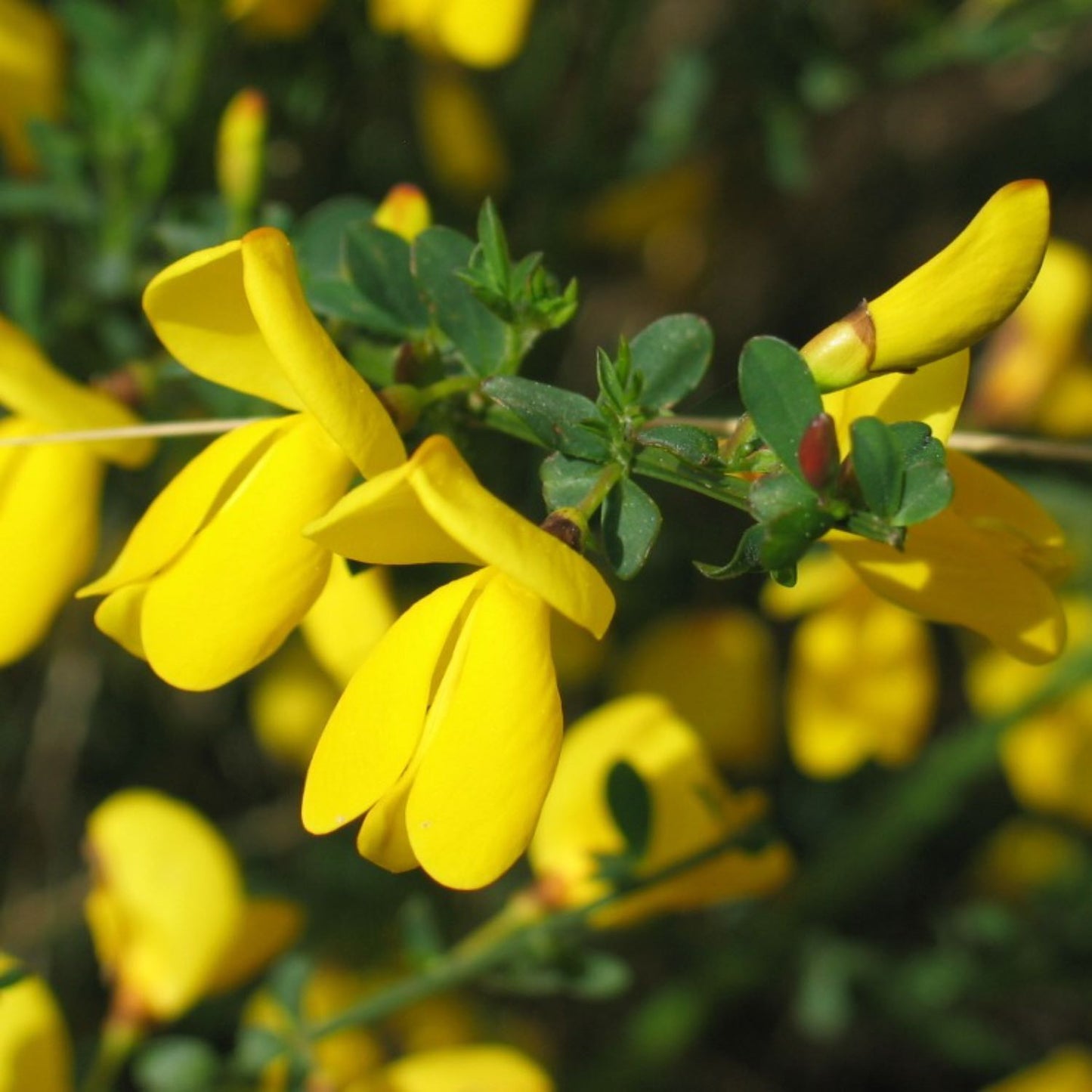 Scotch Broom