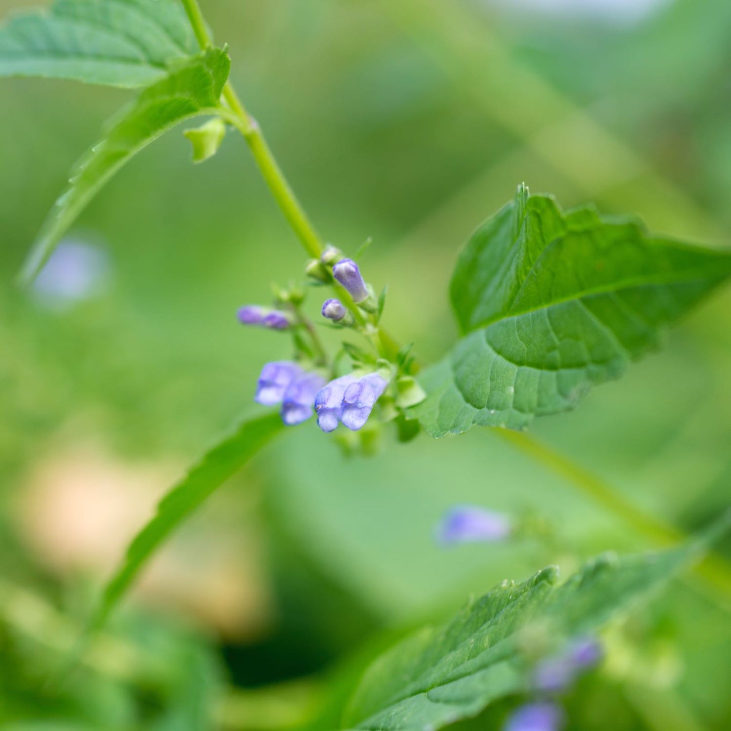 Skullcap, Alcohol-Free