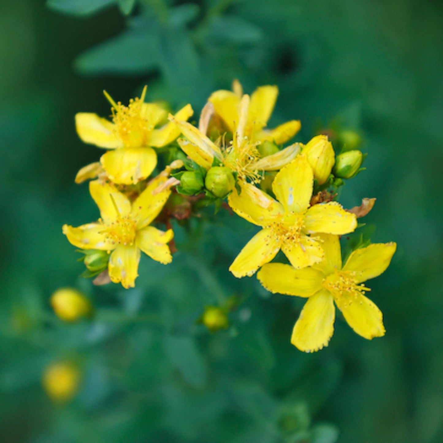 St. John's Wort Oil
