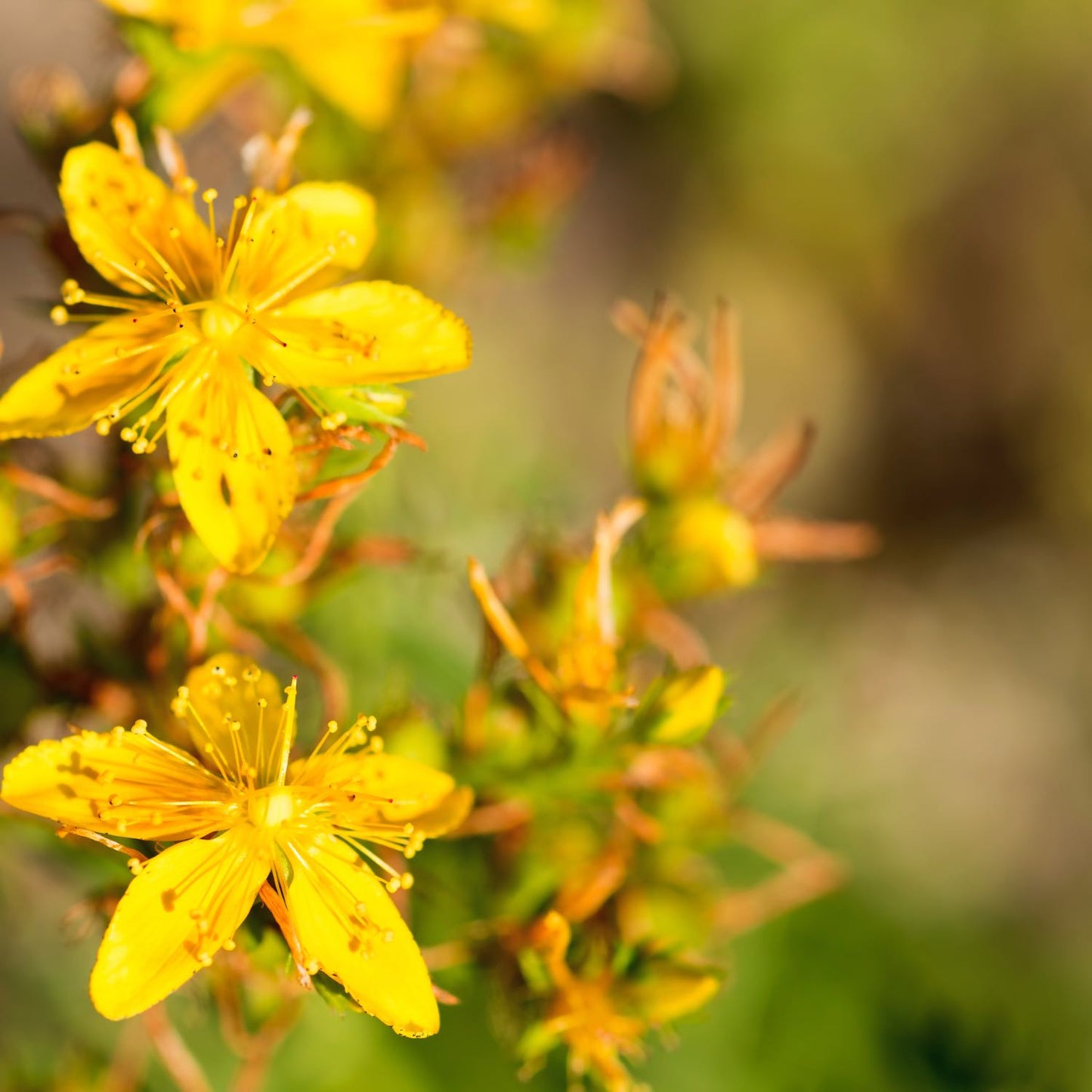 St. John's Wort