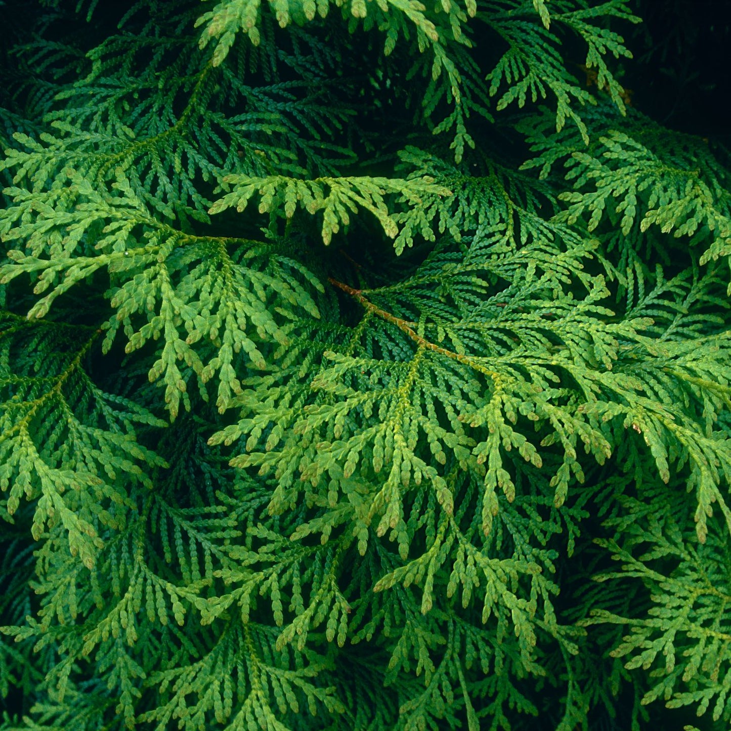 Thuja